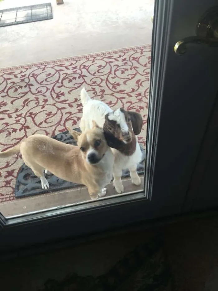 My Aunts Goat Thinks It's A Dog. It Wont Associate With The Other Goats And Only Hangs Out With The Dogs