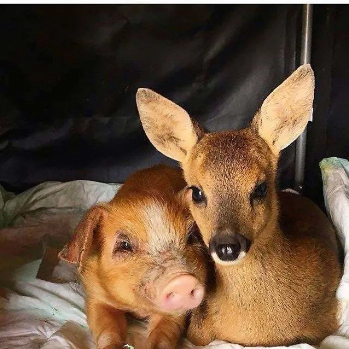 Buddies