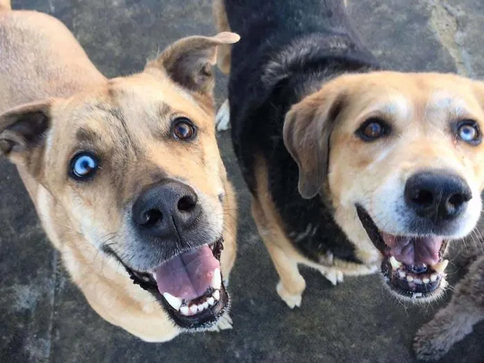 Today, At Doggy Daycare, My Dog Made A New Best Friend!