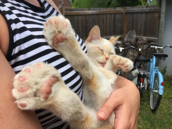 Encontré una gatita con almohadillas extra en el lago. Os presento a Pawla Abdul