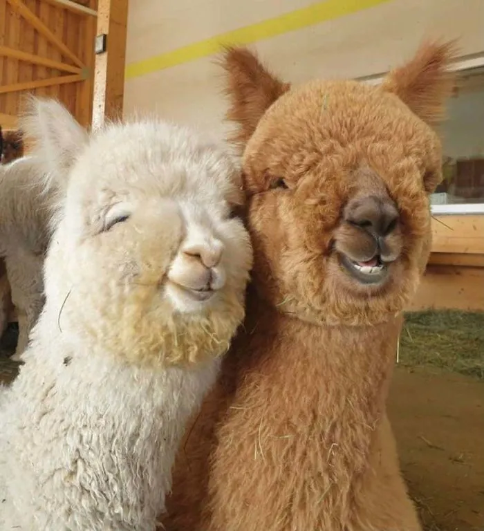 You’ve Got A Friend In Me