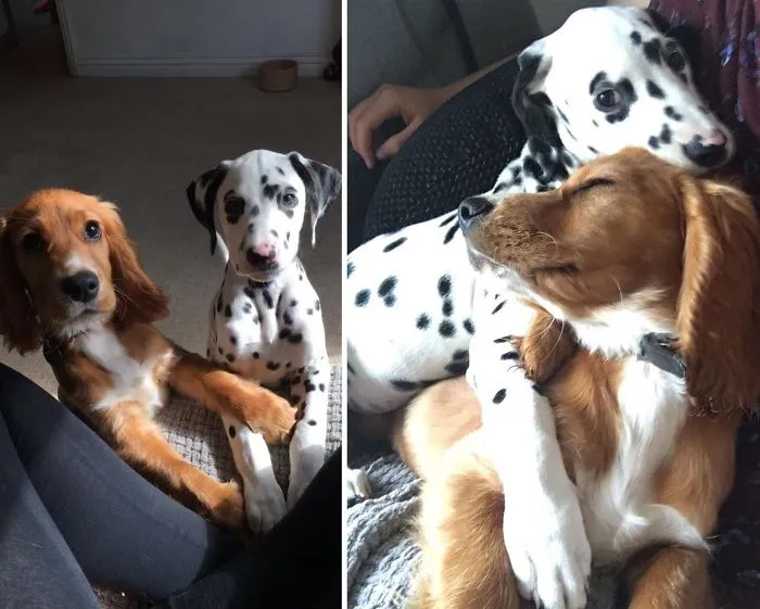 He Made A New Friend At Doggy Day Care