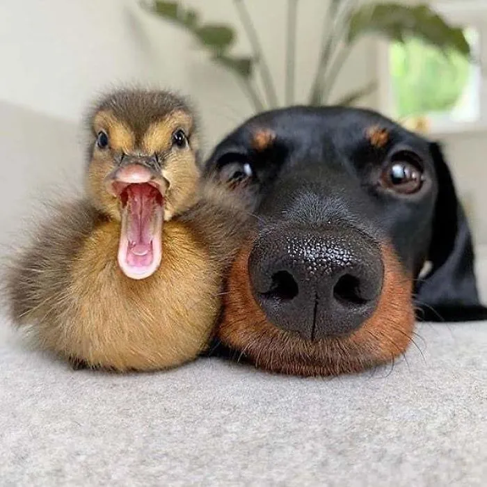 The Start Of An Awwesome Friendship!