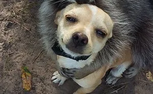 If You Think The World Is Terrible, These 50 Animal Friendships Might Change Your Mind
