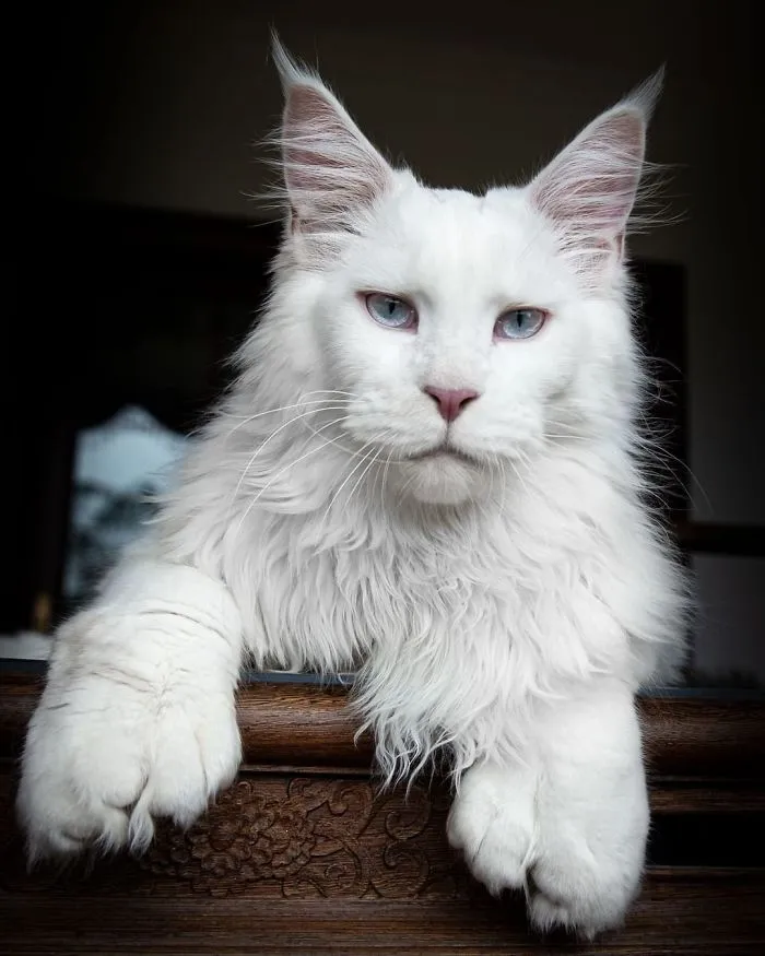 Polydactyl Maine Coon