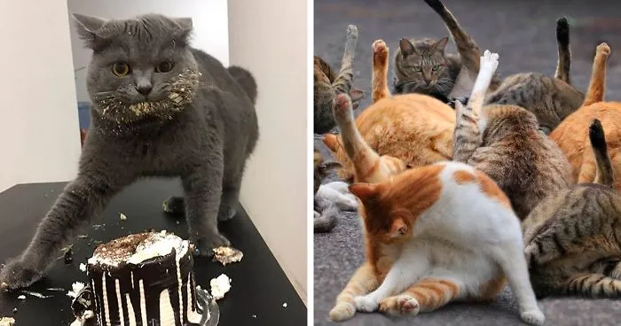 The 'Unflattering Cat Photo Challenge' Is Trending And It's Hilarious How Unphotogenic These Cats Are