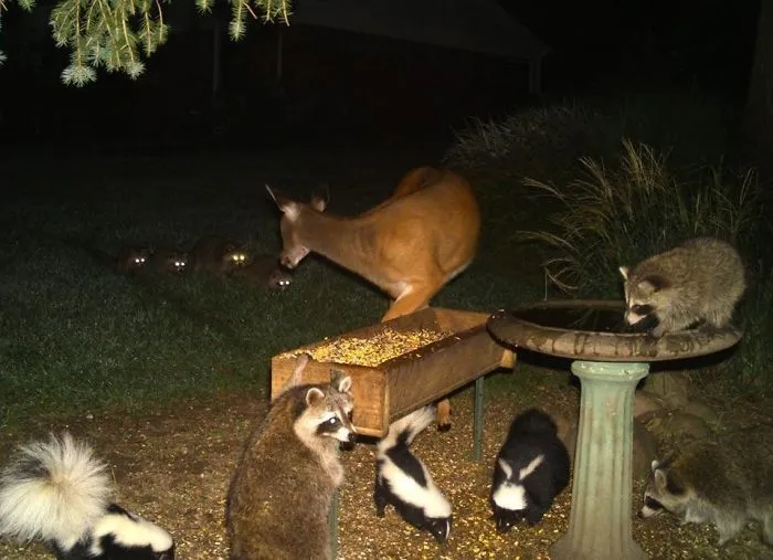 Inviting A Few Friends Over For Dinner