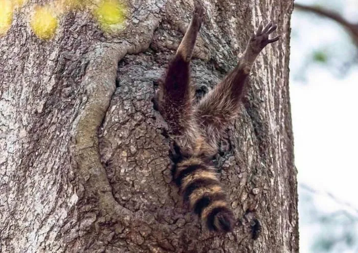 Had No Idea These Grew On Trees