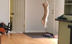 50 Hilarious Photos That Prove Cats Are The Biggest Jerks
