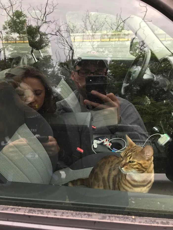 Mi esposa y yo nos fuimos a cambiar el asiento y en cuanto salimos, el gato le dio al botón de cerrar y nos dejó fuera