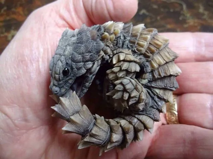The Armadillo Lizard Looks Like A Baby Dragon