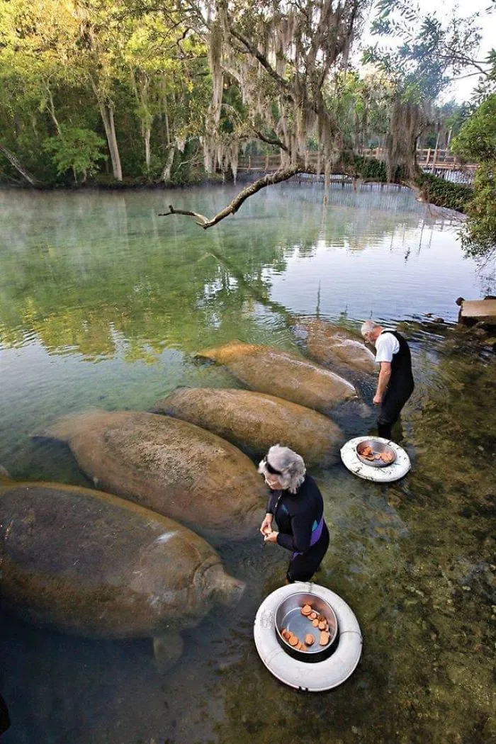 Manatees Being Fed Sweet Potatoes. While Looking Like Sweet Potatoes