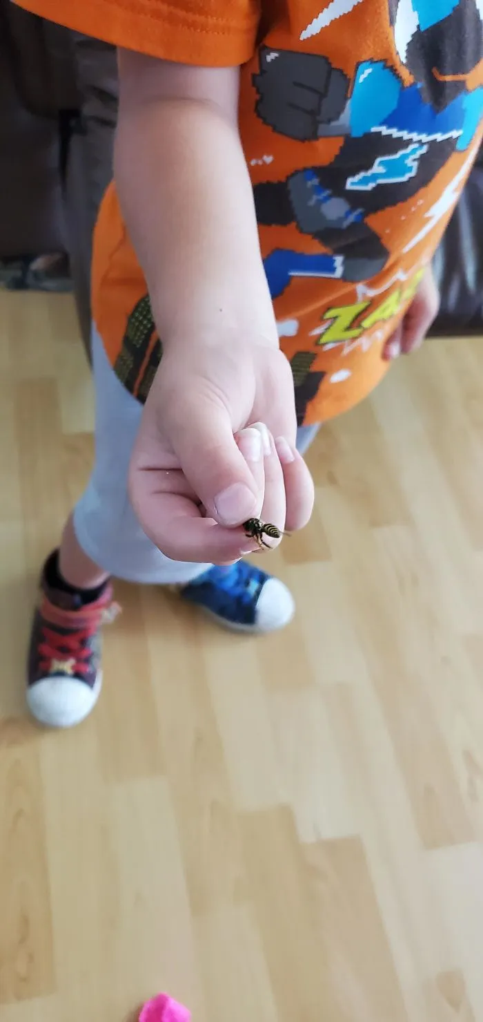 Mi hermanito agarrando avispas vivas porque "es divertido"