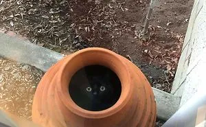 50 Hilarious Cat Posts That You Need To See Right Meow (New Pics)