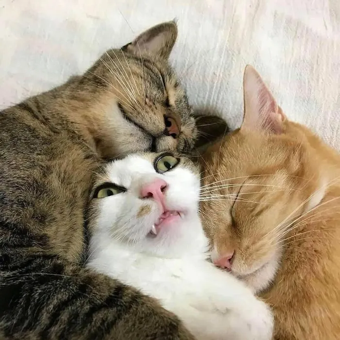 Is It Too Much Cuddle?