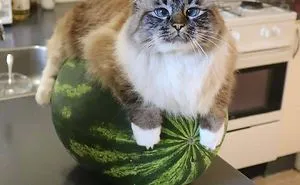 50 Hilarious Cat Posts That You Need To See Right Meow (New Pics)