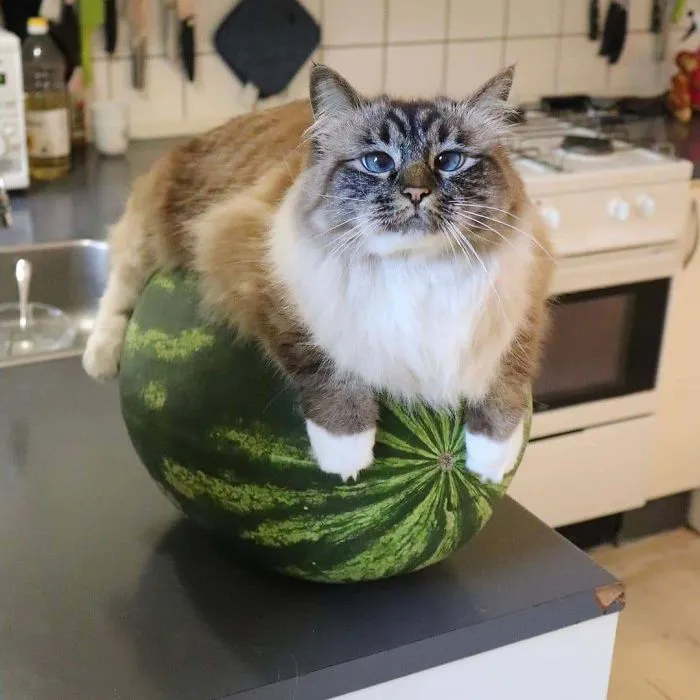 Aw Lawd She's On The Watermalone