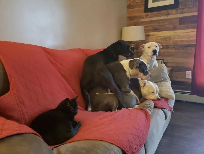 When I Took One Of My Cats To Visit The Dogs