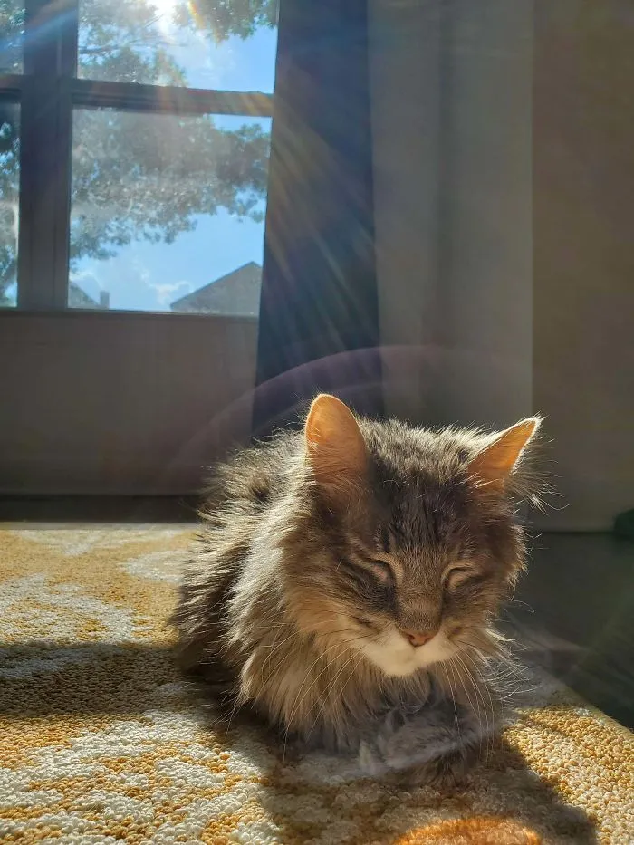 Didn't Plan The Photo This Way, Gizmo Was Just A Heavenly Cat...