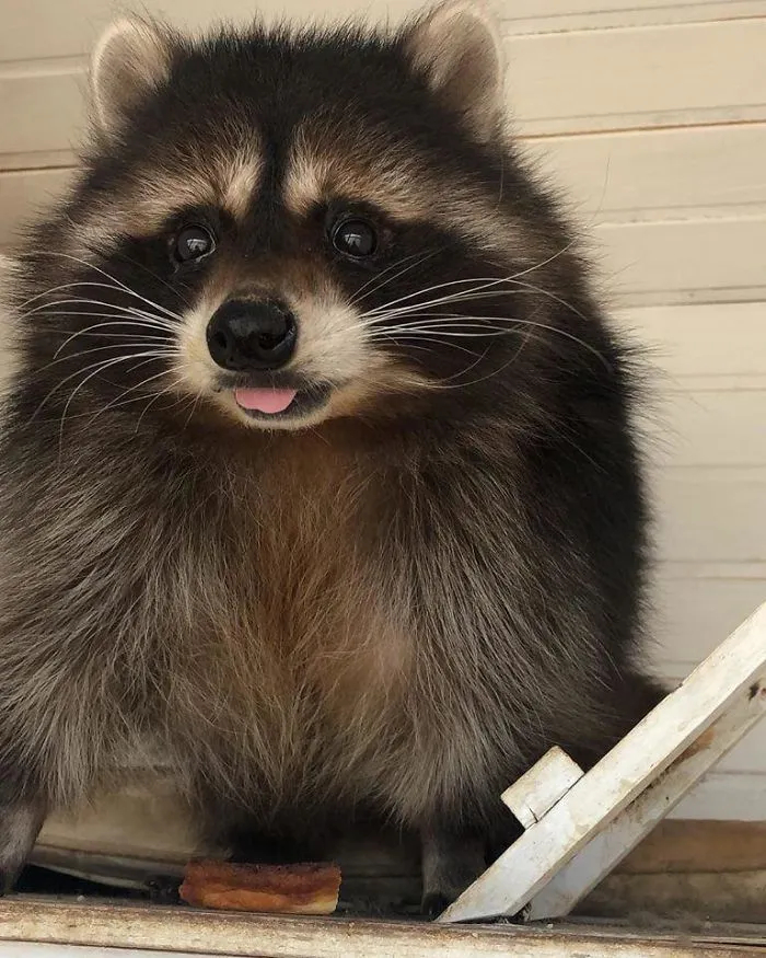 Trash Panda So Cute