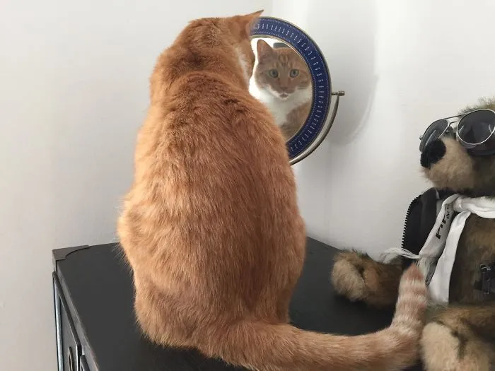 My Cat Stares At Me Through Reflections (Not Just Mirrors.. Anything With A Reflection, Like My TV When It’s Off). Freaks Me Out...