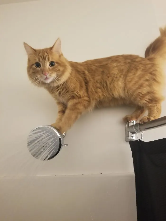 Every Time I Shower