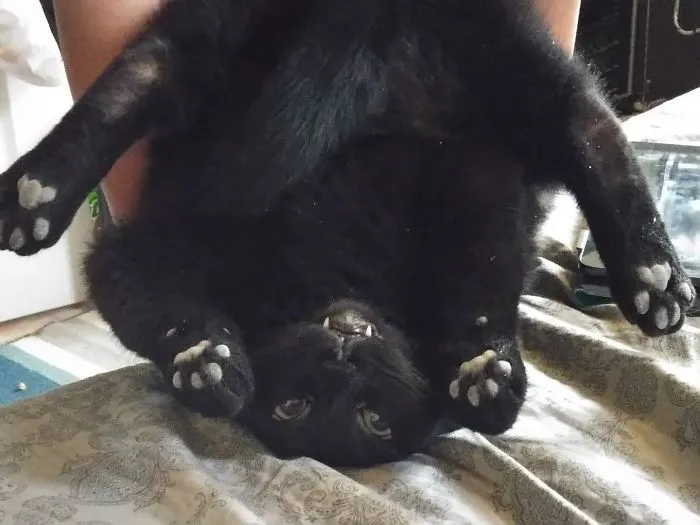 Look At My Toe Beans