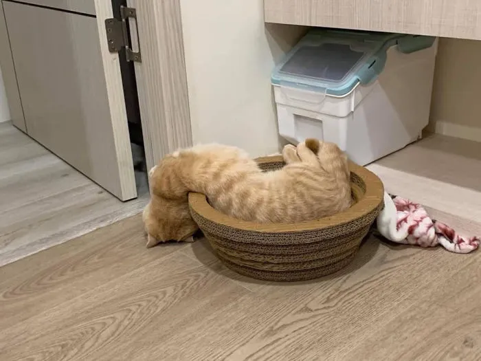 Liquid Cat