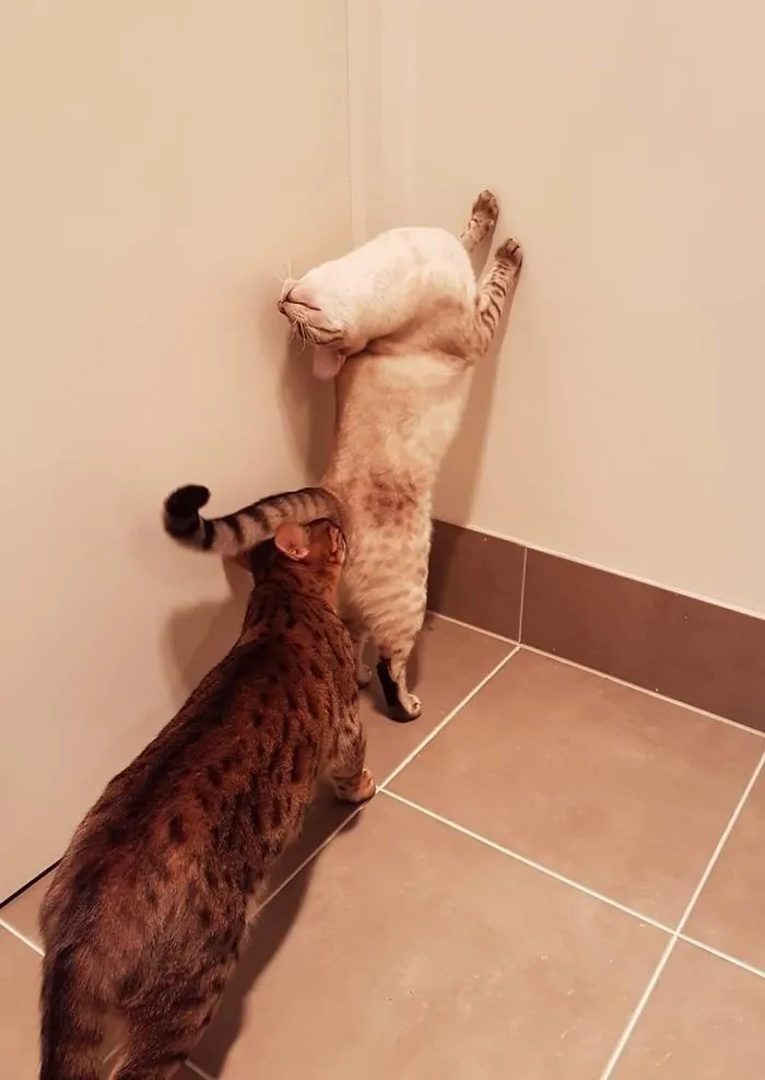 Oh Sorry....was I Interrupting.....something?