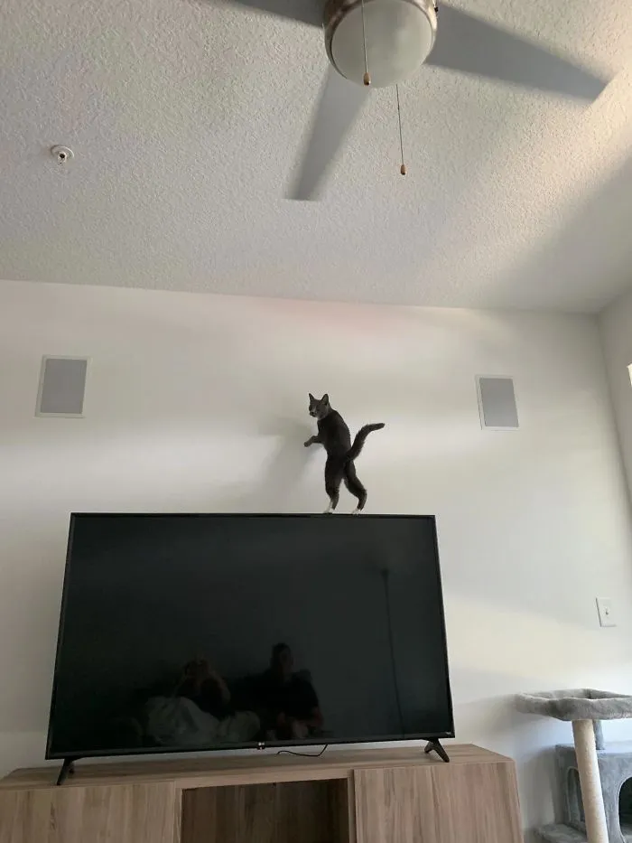 Cat On Television