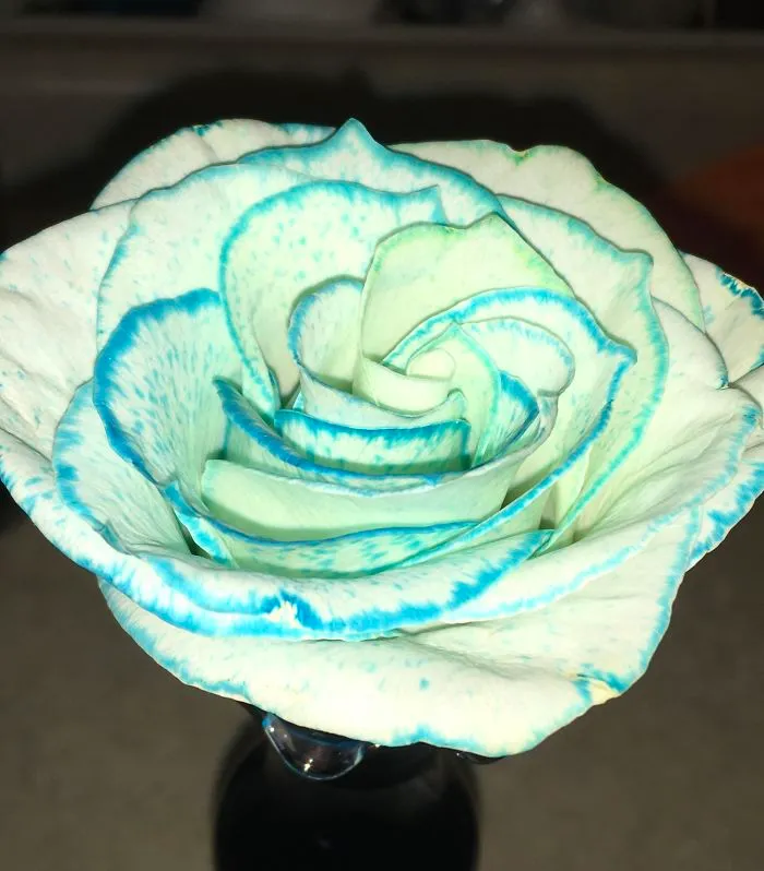 What Happens If You Put Blue Food Coloring In A White Rose's Water