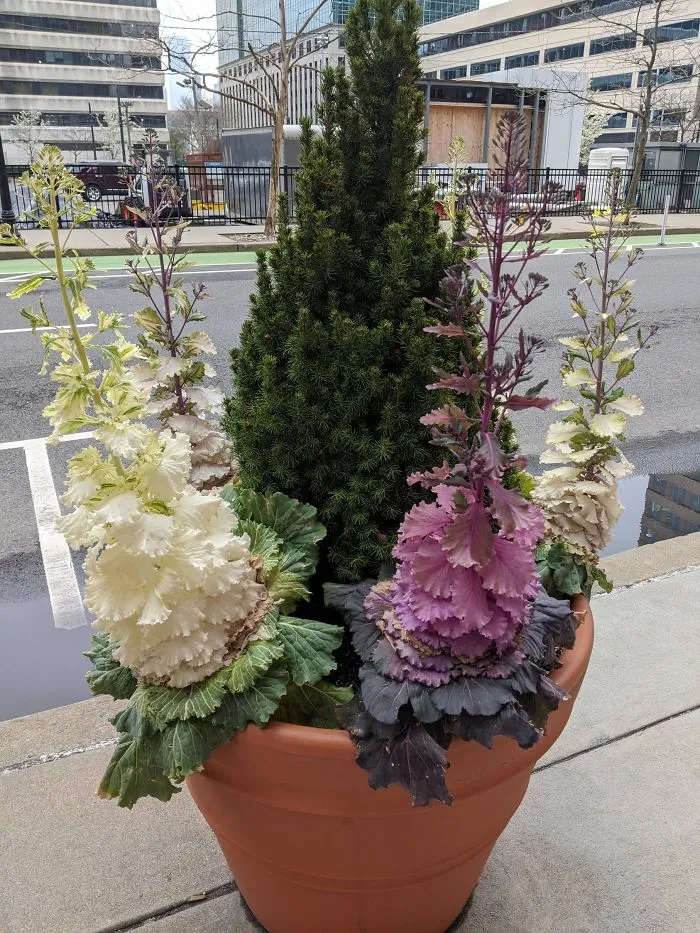 This Is What Happens If No One Keeps An Ornamental Cabbage Trimmed