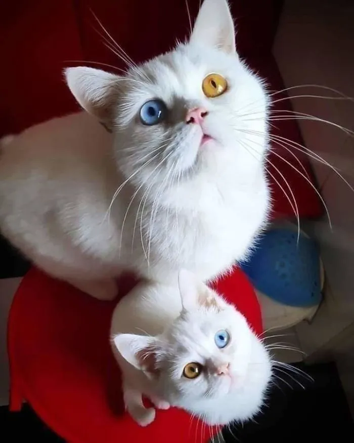 Mother And Her Baby