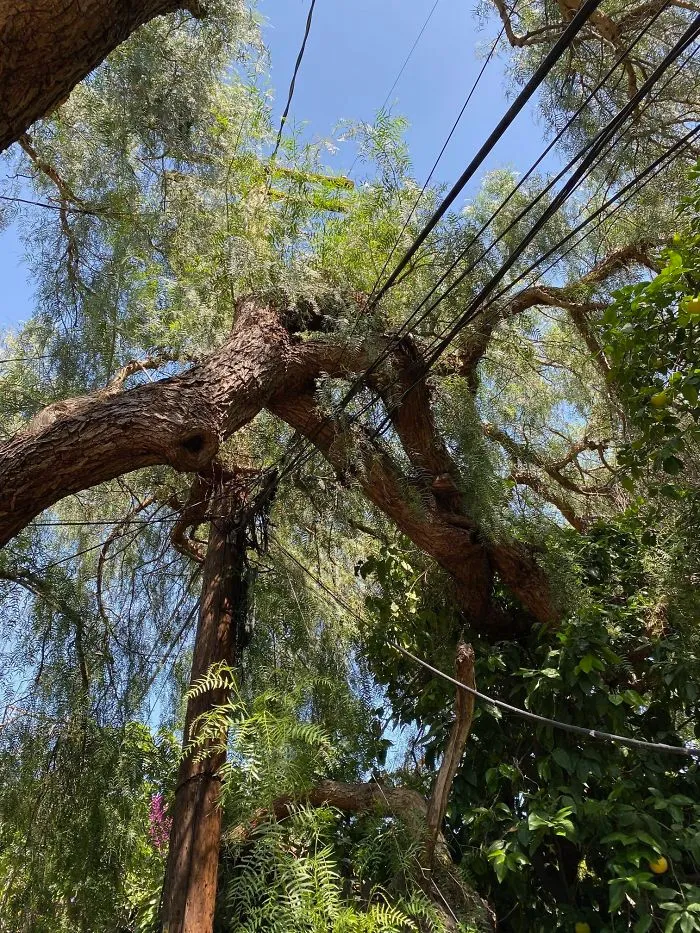 30 Times Structural Inspectors Found Surprising Things