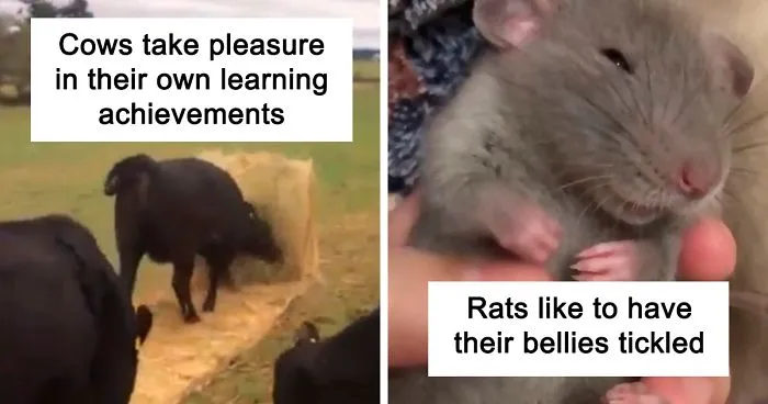 40 Lesser-Known Facts About Animals That Made People Say 'Aww'