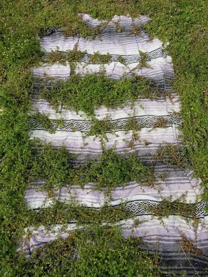 This Blanket Has Been Sitting Since October. A Species Of Creeping Ivy Started Growing Through It, But Only Thriving Where The Black Bands Of Color Are
