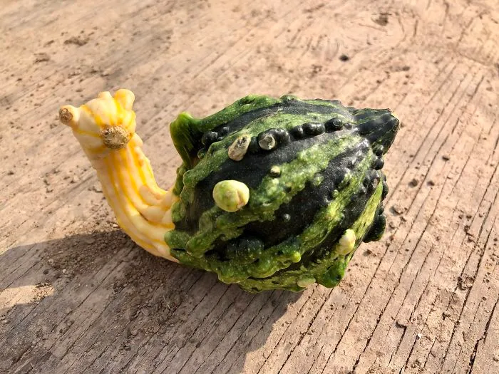Pensé que esta calabaza se parecía a un caracol