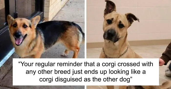 Apparently, If You Cross Corgis With Other Breeds, They End Up Looking Like A Corgi Disguised As The Other Dog (23 Pics)