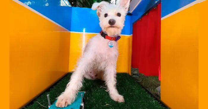 Woman Builds A Photo Booth That Lets Her Dog Take Selfies For Treats, And Over 230K People On Twitter Are Obsessed