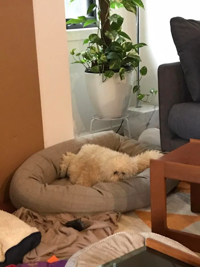 Blanket In My Dog's Bed Looks Like A Dog