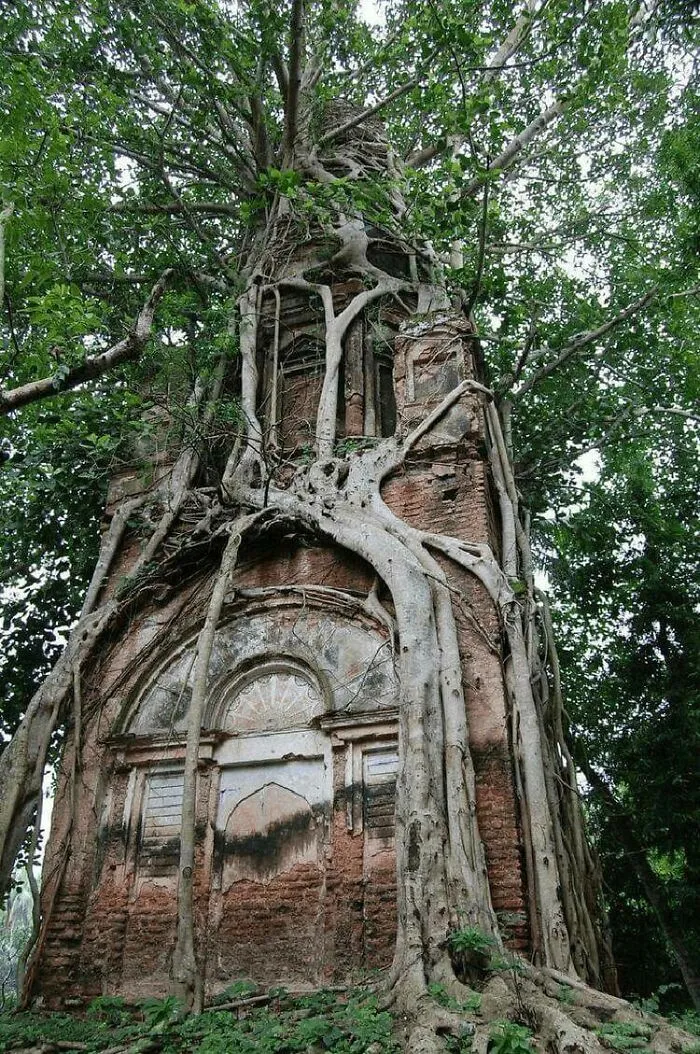 Antiguo templo de Shiva firmemente abrazado por el sagrado árbol Bodhi en Bangladesh
