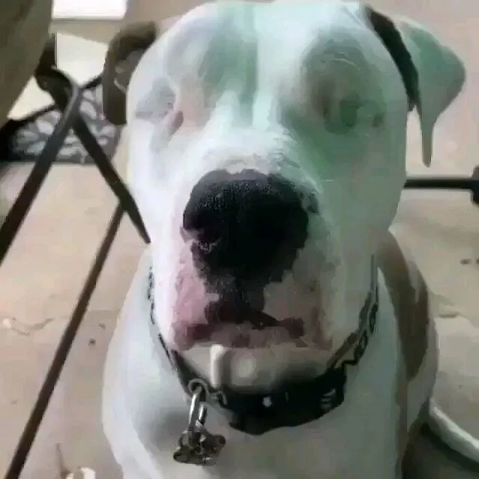 This Is Bear, He Was Adopted And He Loves Strawberries