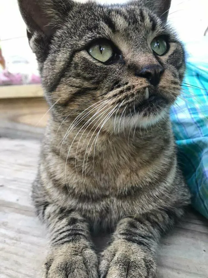 This Is Toof, The Stray Cat That Has Apparently Adopted Us