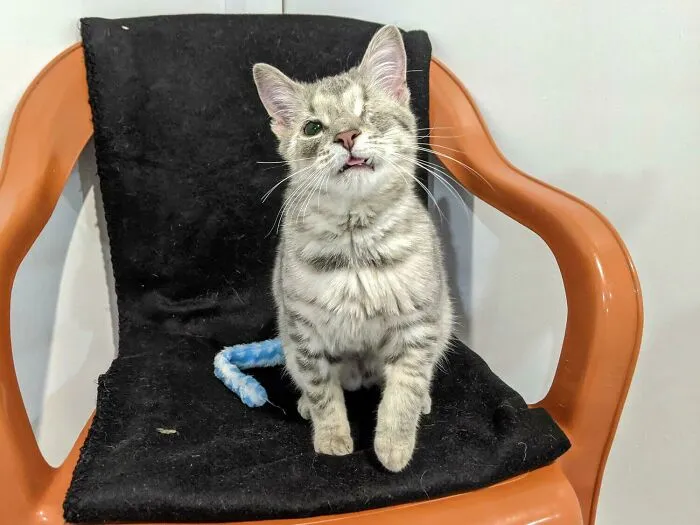 Adopted This Baby From The Shelter A Few Days Ago, We’re Already Inseparable 
