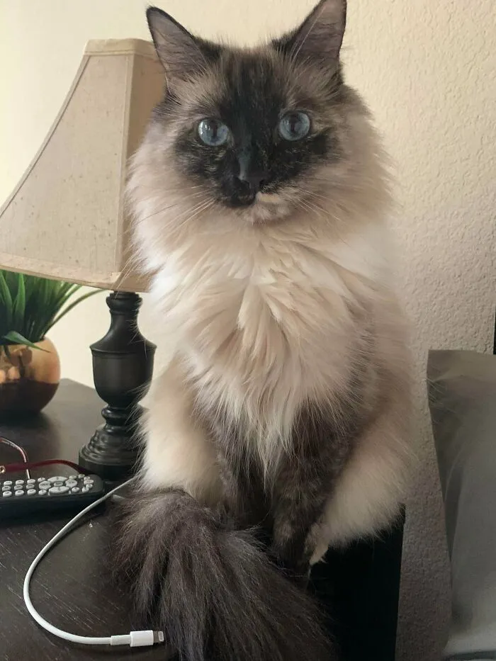 4 Years Ago I Adopted My Very First Cat From The Shelter. She Was Malnourished, Terrified, And Had Her Claws Taken Away From Her. Her Owner Of 5 Years Surrendered Her And She Lost All Motivation To Live. Both Of Our Lives Changed For The Best That Day And I Haven’t Stopped Loving Her Since