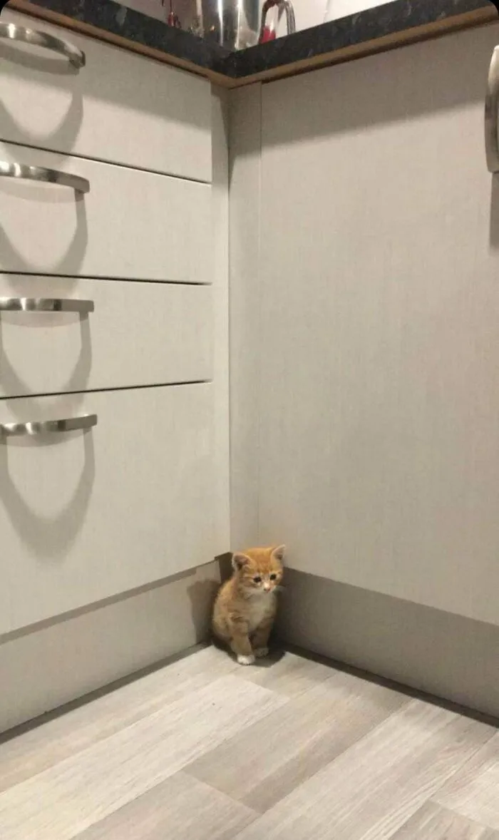 Nuestro gato adoptado es muy pequeño