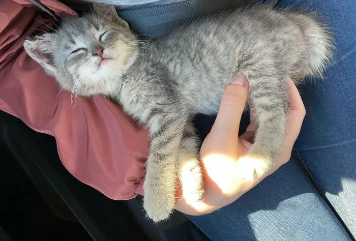 I Friend Of Mine Called, Because They Found A Baby Kitten. Guess We Have A New Family Member!