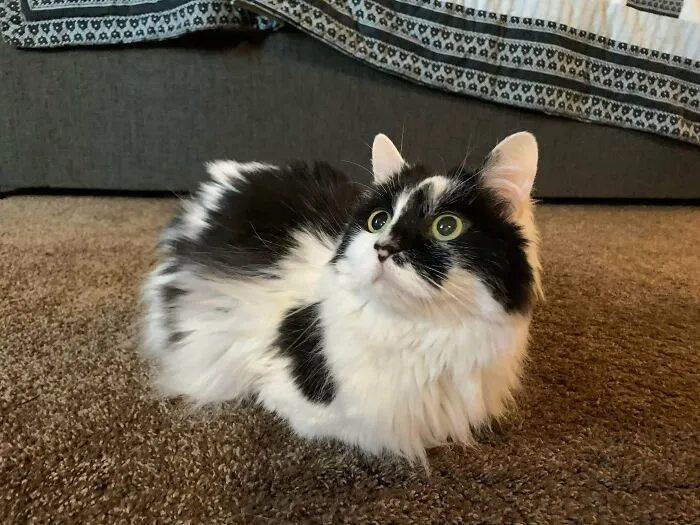 Amy tiene 12 años, la adopté ayer