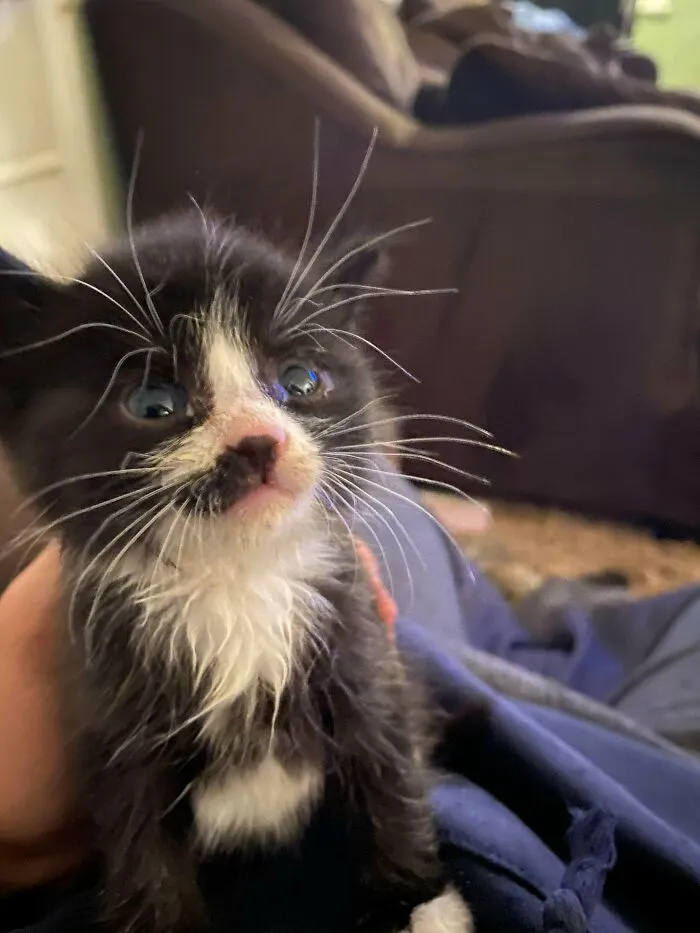 Rescued This Little Guy From Under A Trailer