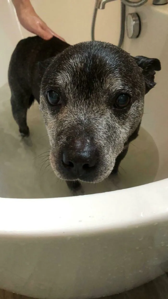 Hemos adoptado un perro, tiene unos 12 o 13 años
